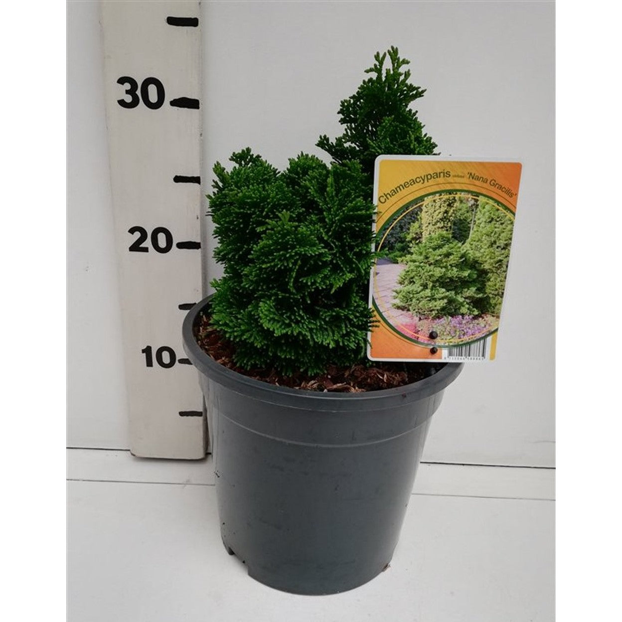 Ädelcypress – Chamaecyparis obtusa 'Nana Gracilis' - C3 15-20 CM